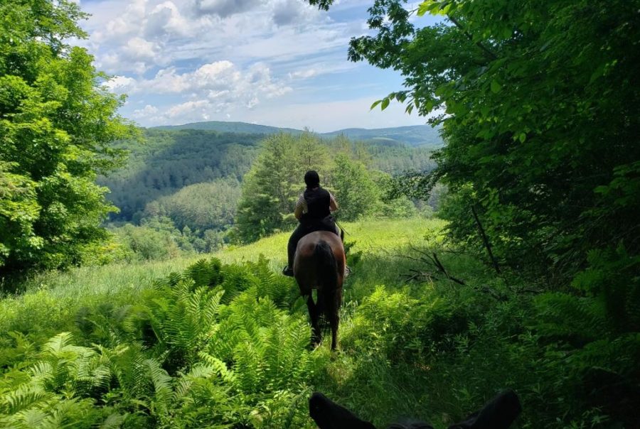 Home Vermont Horse Council